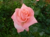 1dscn3152